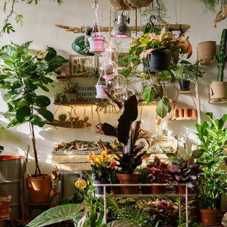 Money Plant Care In Sharjah: Tips For Thriving In The UAE Climate