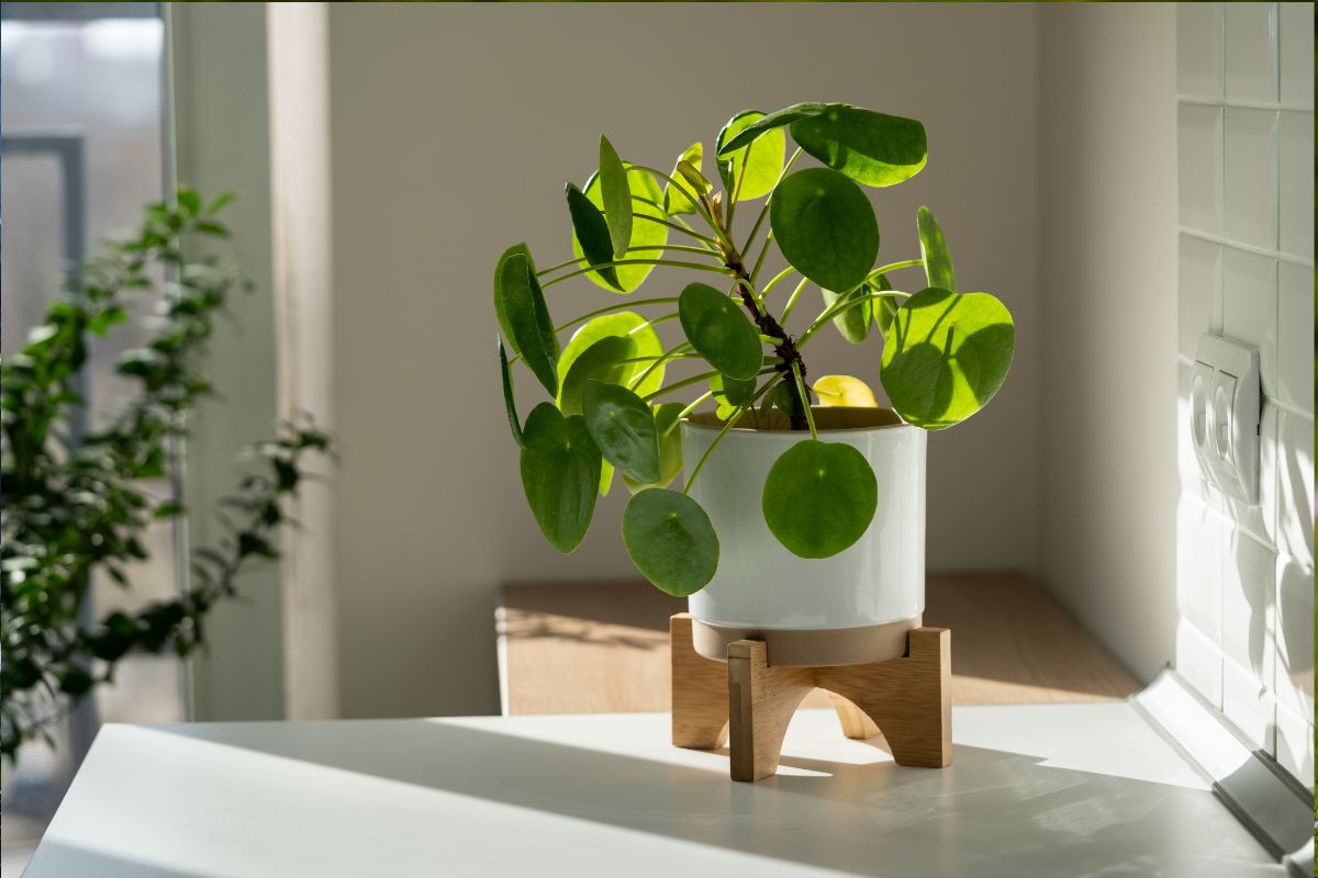 Why Money Plant Is the Most Popular Indoor Plant in UAE