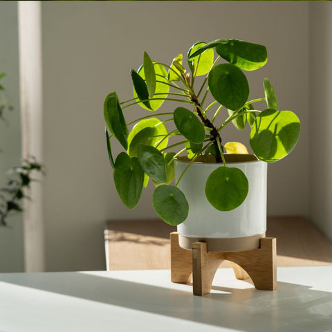 Money Plants And Reducing Electromagnetic Radiation: Fact Or Fiction?