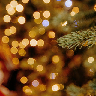 First 48 Hours: How to Set Up a Nordmann Fir So It Doesn’t Drop Needles