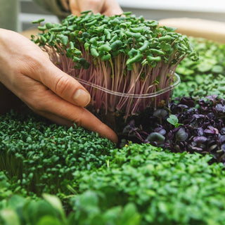 MicroGreens GrowHub