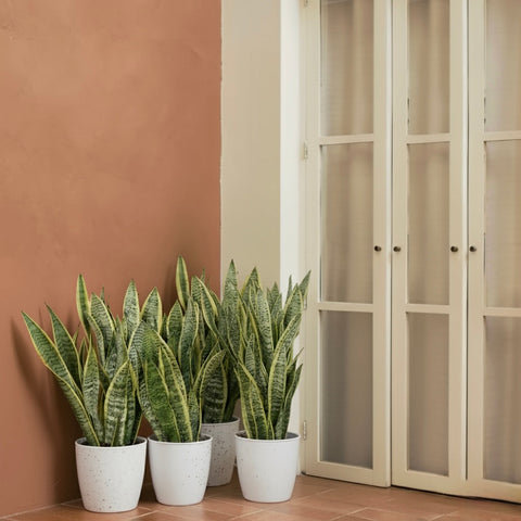 Mealybugs or Scale on Snake Plants: How to Spot and Remove Them