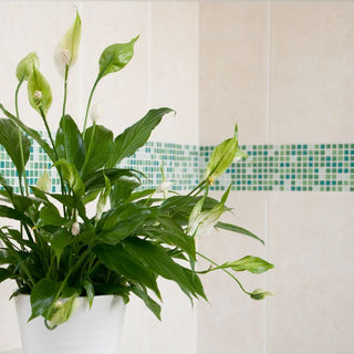 Peace Lilies In Bathrooms: The Perfect Humidity-Loving Plant
