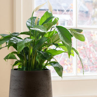 Peace Lily Care in Changing Indoor Climates: Surviving AC, Heaters & Humidifiers