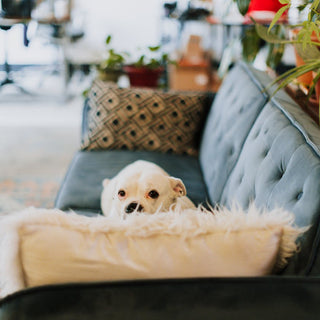 Guide To Pet-Friendly Houseplants: Safe Greenery For Your Home