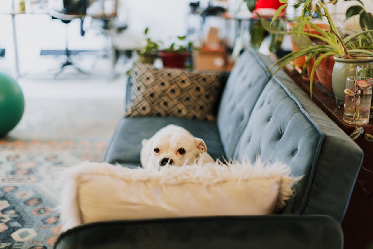 Guide To Pet-Friendly Houseplants: Safe Greenery For Your Home