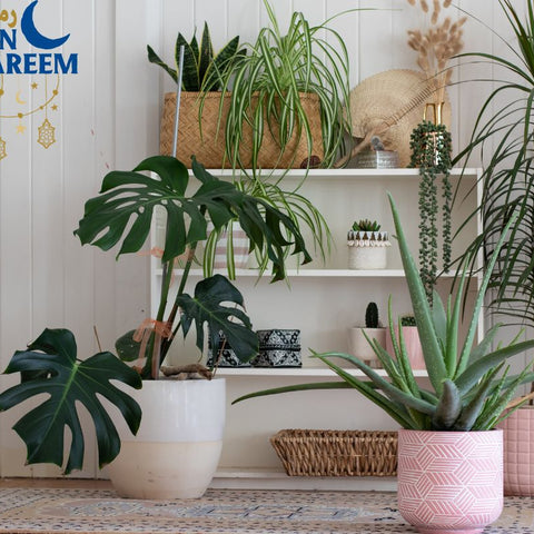 Blessings Of Green: How Indoor Plants Can Enrich Your Ramadan Prayers and Iftar