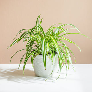Spider Plants As Holiday Decorations: Creative Uses In Winter Festivities