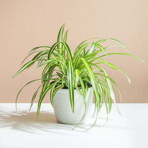 Spider Plants As Holiday Decorations: Creative Uses In Winter Festivities