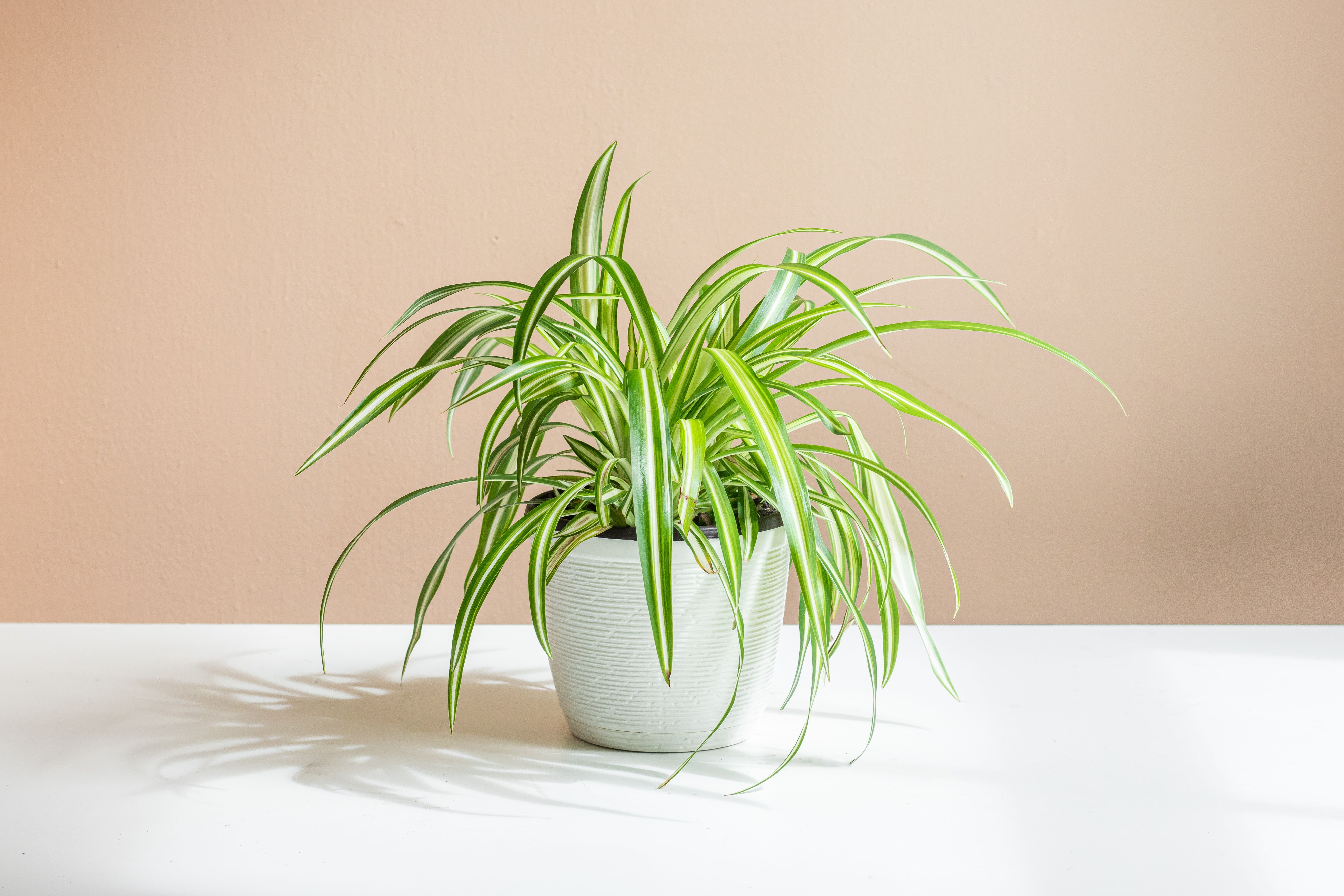 Spider Plants As Holiday Decorations: Creative Uses In Winter Festivities