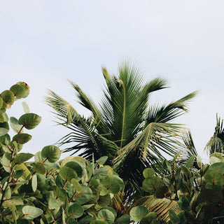 Should You Water Plants Every Day in Hot Weather?