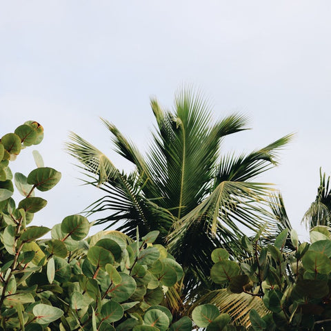 Should You Water Plants Every Day in Hot Weather?