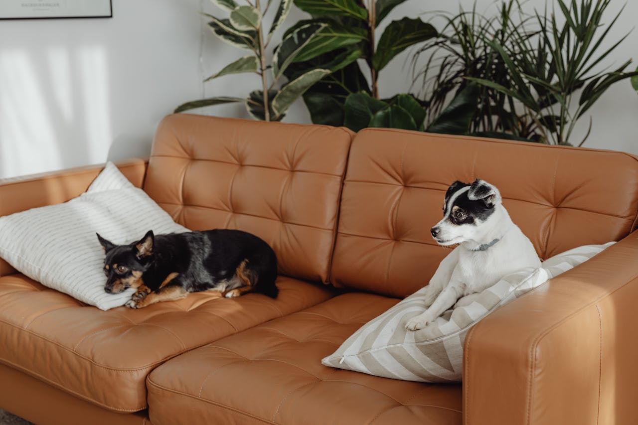 Snake Plant Pet-Friendly Homes: Safe Greenery For Your Furry Friends