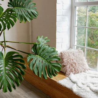 South vs. North-Facing Windows: Which is Best for Your Indoor Plants?