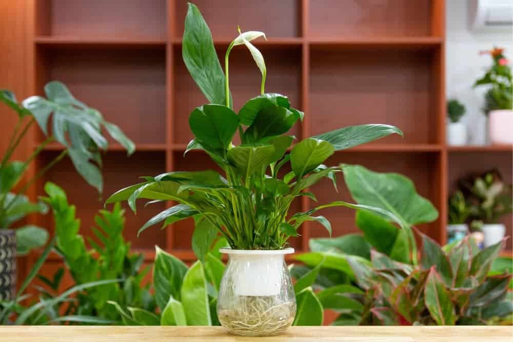 Can Peace Lilies Thrive Under Office Fluorescent Lights? Here's What You Need to Know