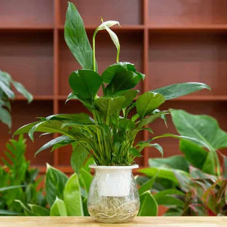 Peace Lily And Sleep: Can This Plant Help You Sleep Better?