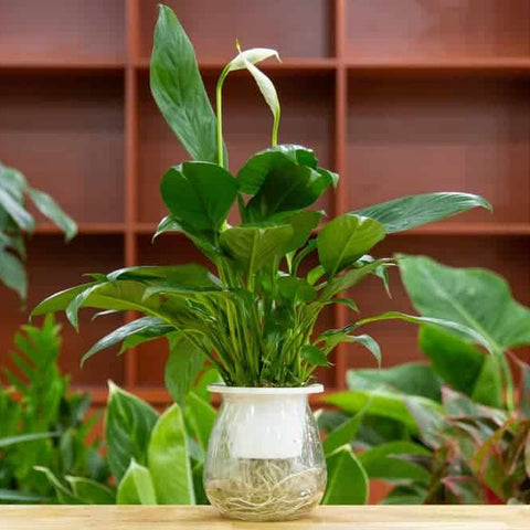 Can You Move Peace Lilies Outdoors In Summer? What You Should Know