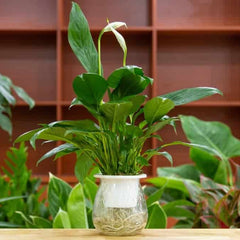 5 Most Common Peace Lily Mistakes UAE Owners Make