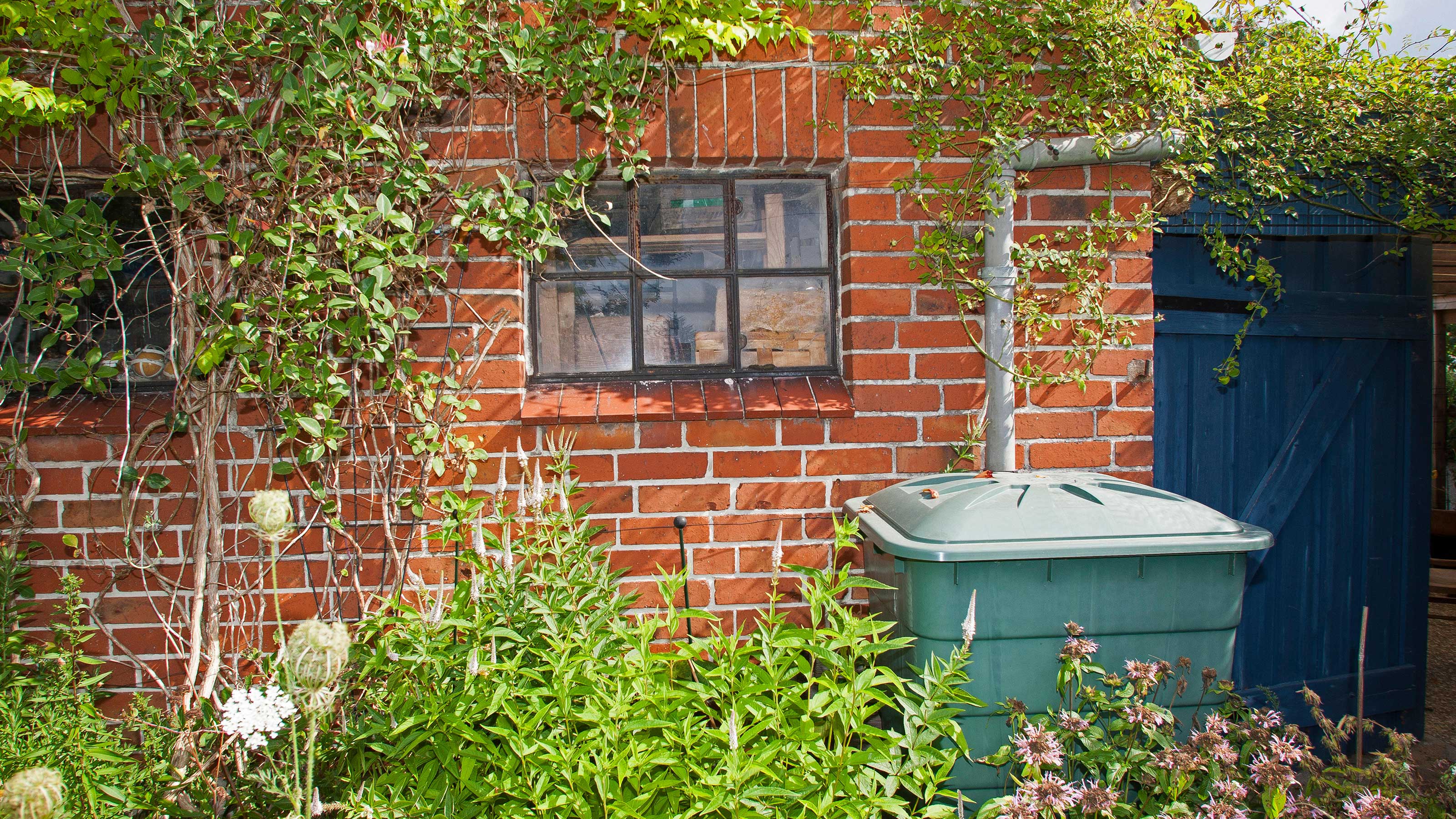 The Benefits Of Using Rainwater For Your Peace Lily