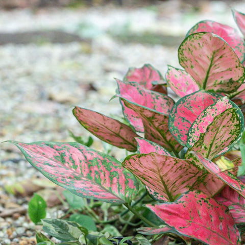 The History And Origin Of Aglaonema Pink: Fascinating Facts