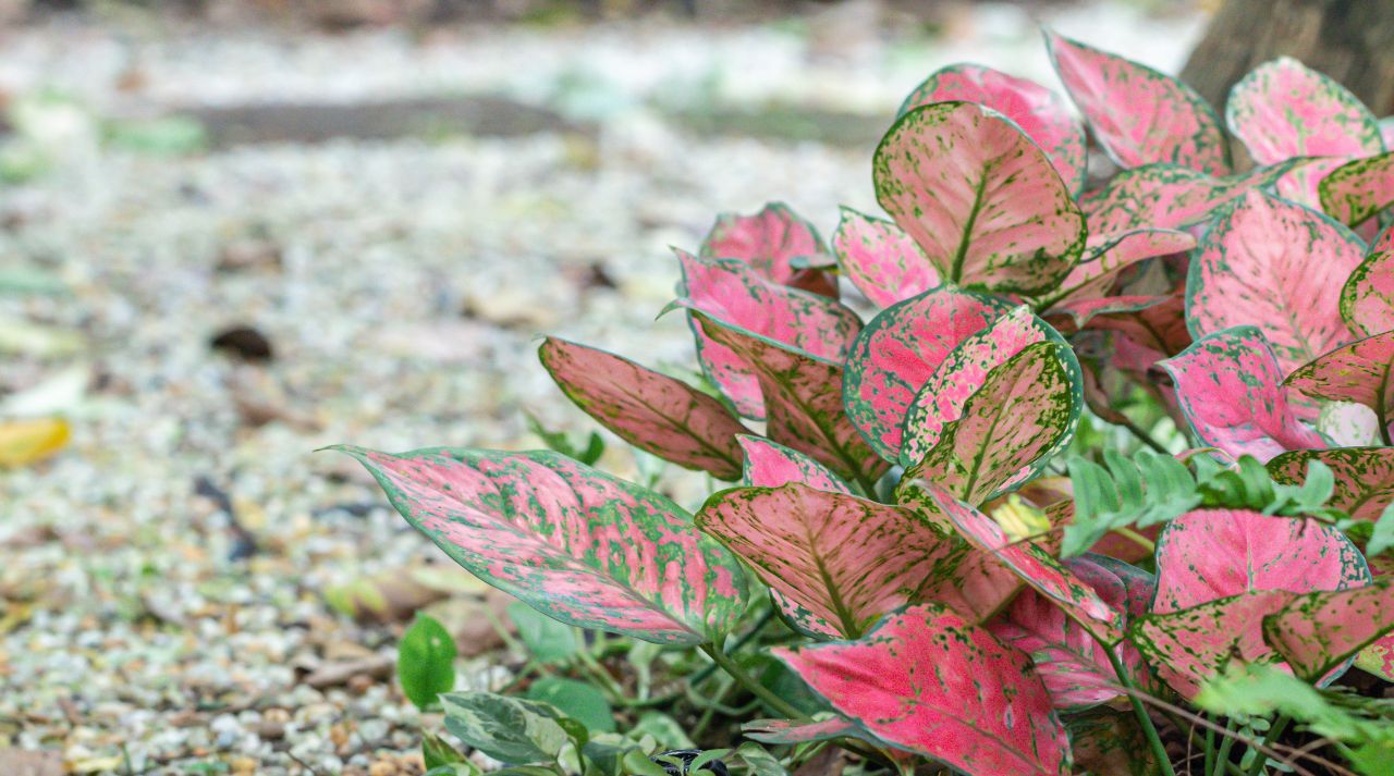 Best Placement For Your Pink Chinese Evergreen During Summer