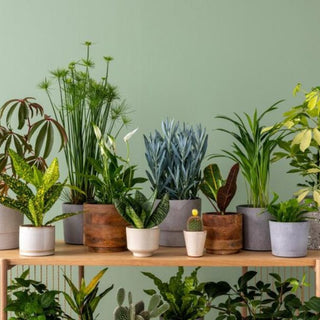 Top 5 Most Popular Indoor Plants in the UAE and Their Benefits