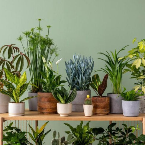 Top 5 Most Popular Indoor Plants in the UAE and Their Benefits