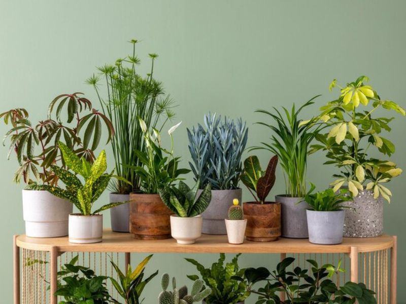 Top 5 Most Popular Indoor Plants in the UAE and Their Benefits