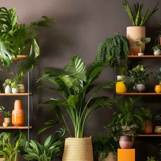 Top 5 Companion Plants To Grow With Your Spider Plant