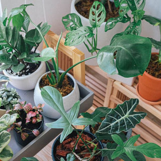Top Signs Your Indoor Plant Needs Nutrients and How to Fix It Naturally
