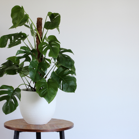 Why Is My Swiss Cheese Plant Growing Towards the Wall?
