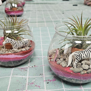 Air Plant Watering Mistakes: Why Yours Keeps Rotting Even With Light Misting