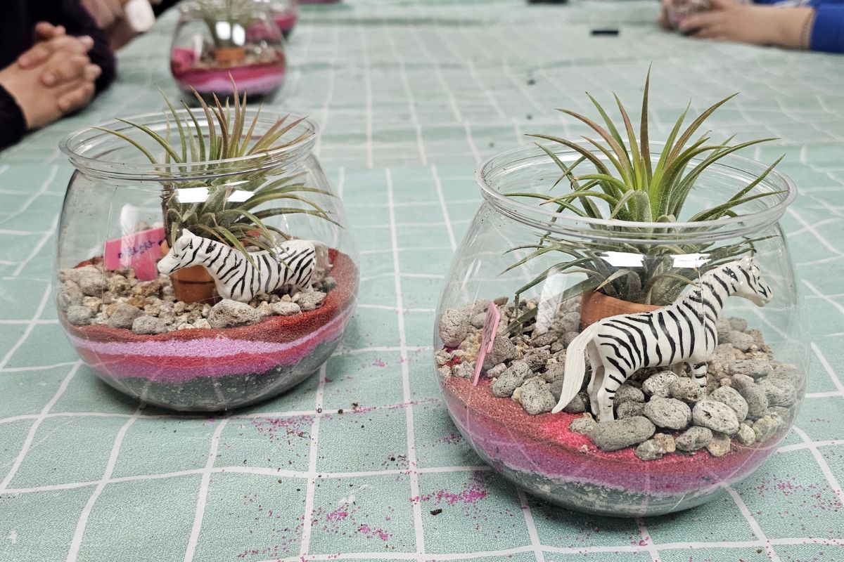 Air Plant Watering Mistakes: Why Yours Keeps Rotting Even With Light Misting