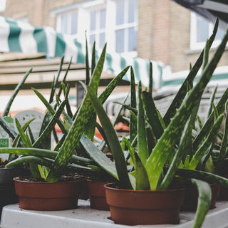 How To Harvest And Use Aloe Vera Gel At Home