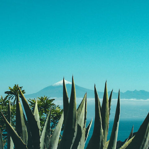 Aloe Vera And Weight Loss: Fact Or Fiction