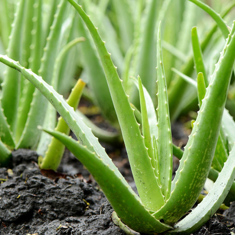 Aloe Vera and Digestive Health: How It Helps Improve Digestion