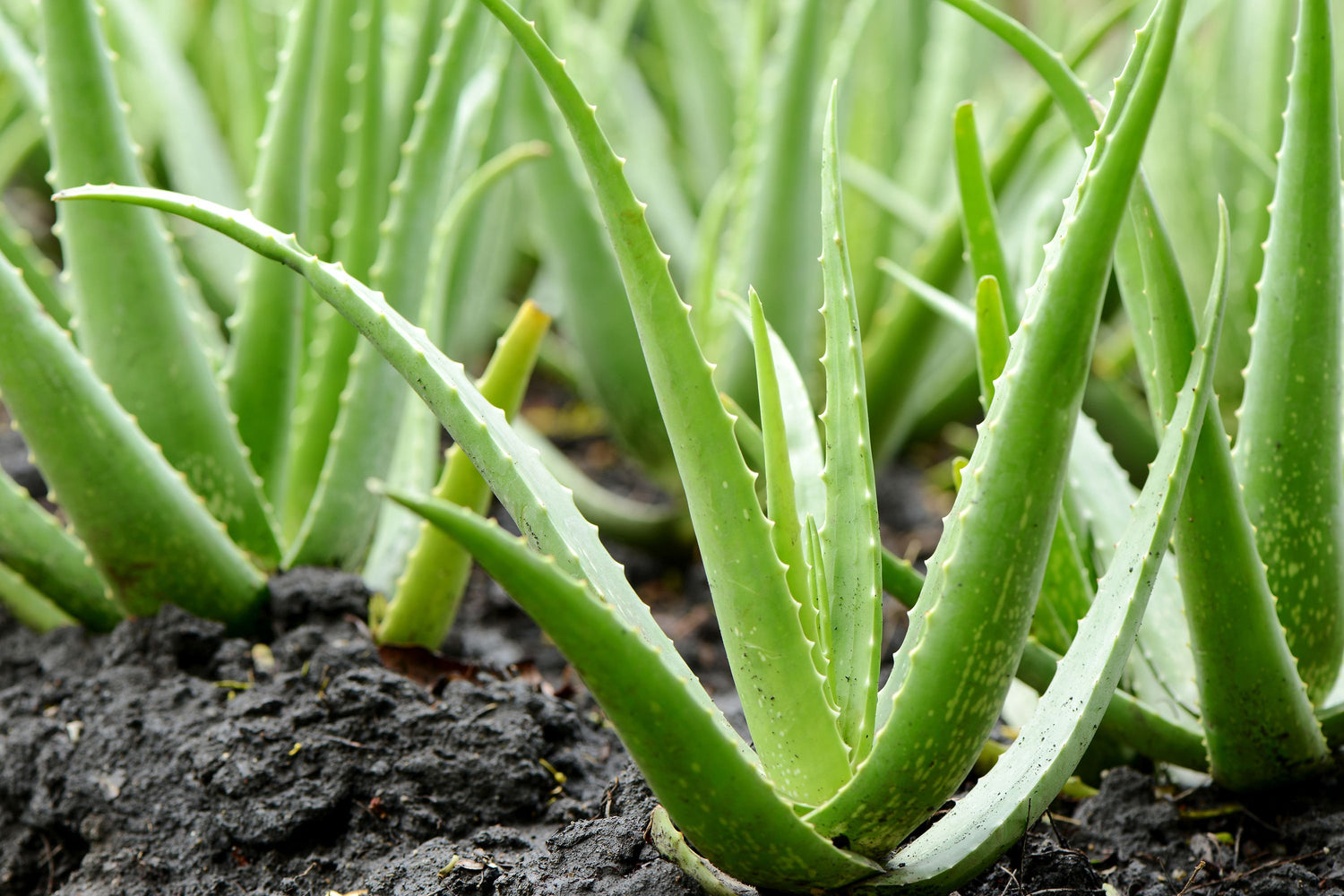 Aloe Vera and Digestive Health: How It Helps Improve Digestion