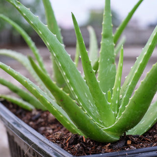 Aloe Vera And Digestive Health: How This Super Plant Supports Gut Health