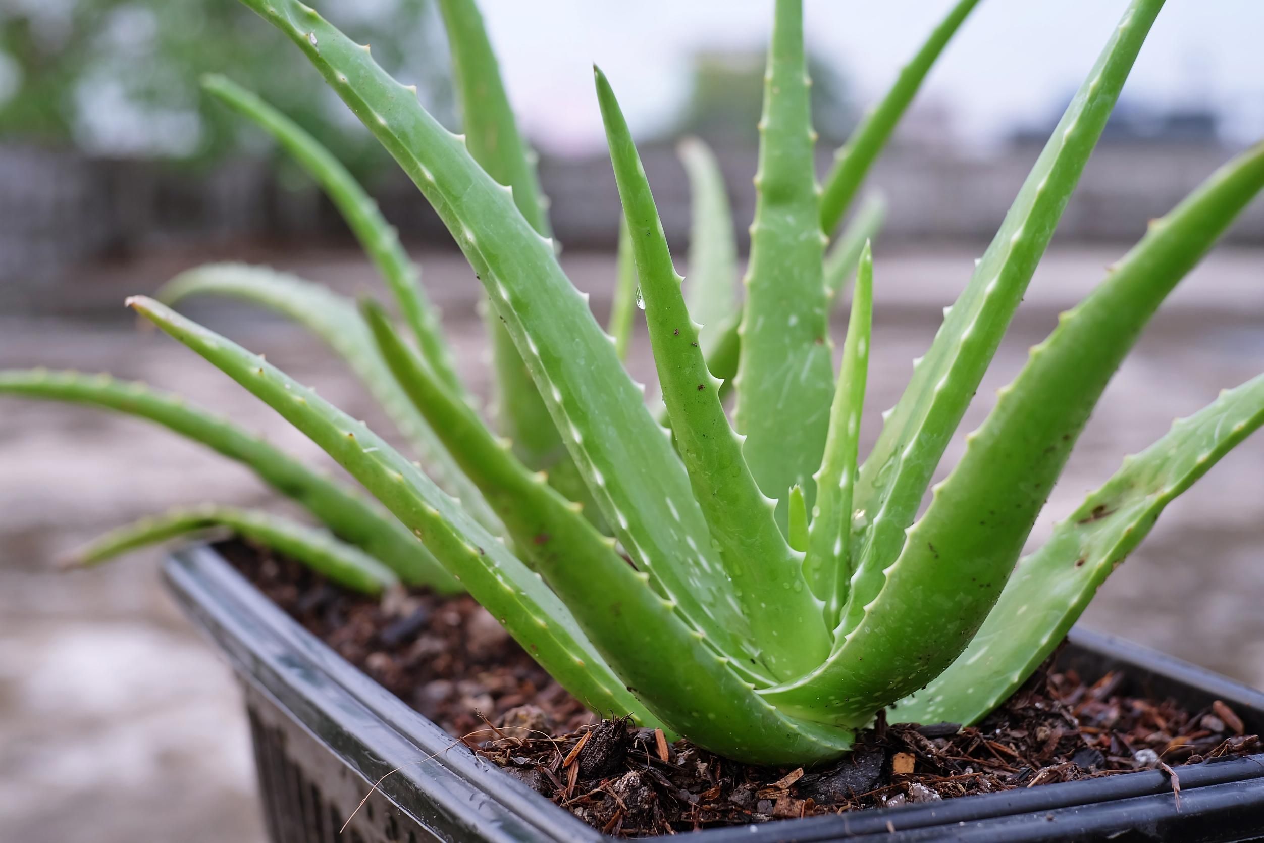 Aloe Vera And Digestive Health: How This Super Plant Supports Gut Health