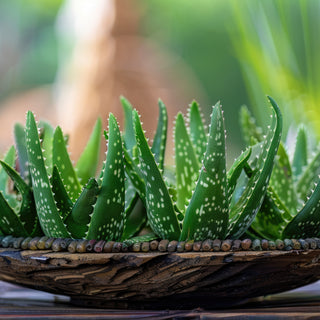 Aloe Vera For Digestive Health: How It Aids In Digestion And Relieves Bloating