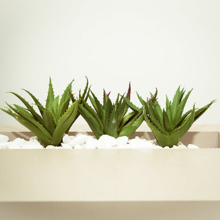 Aloe Vera Gel: How To Extract And Store It Properly