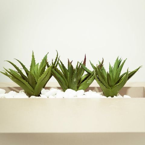 Aloe Vera Gel: How To Extract And Store It Properly