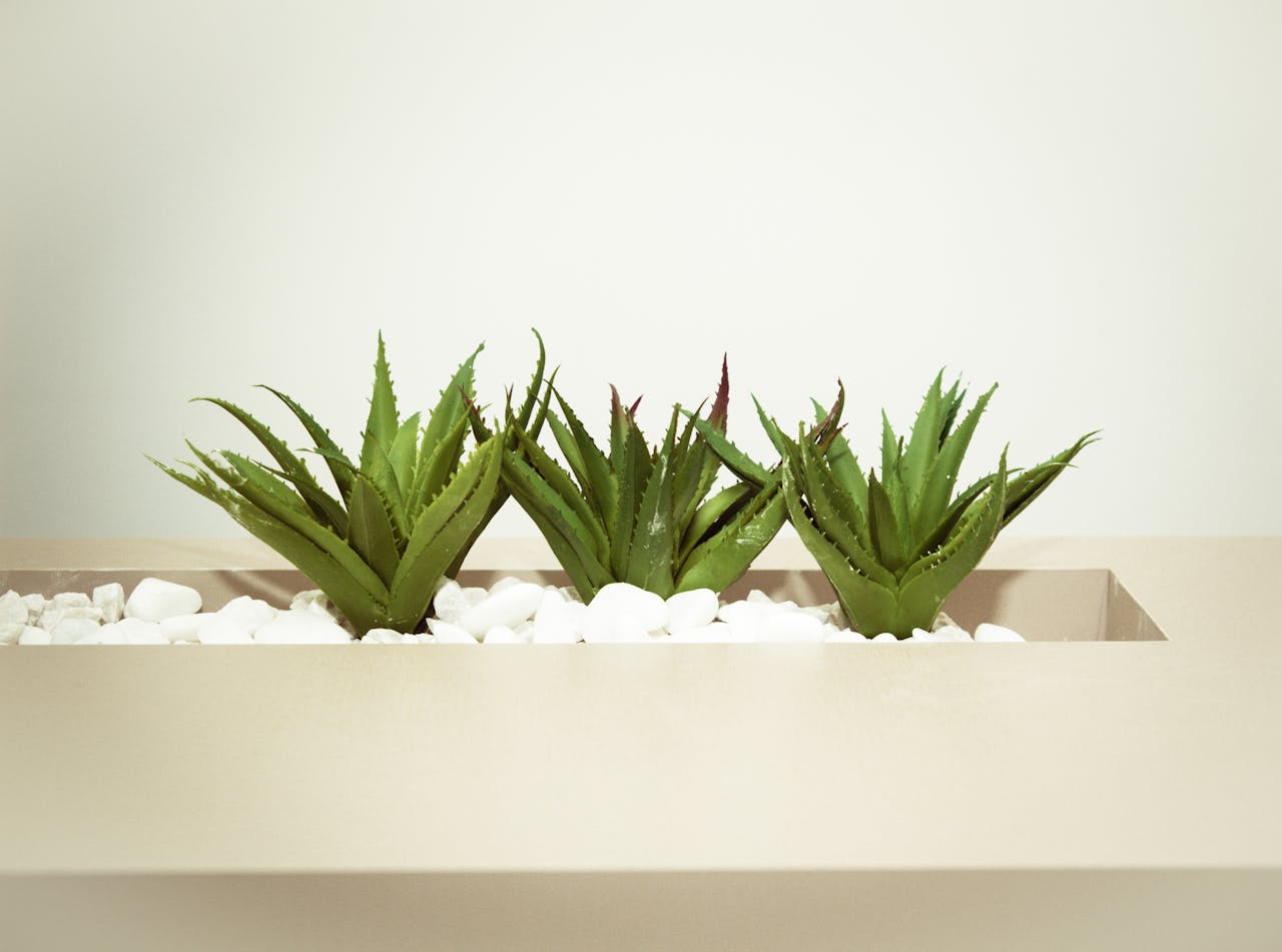Aloe Vera Gel: How To Extract And Store It Properly