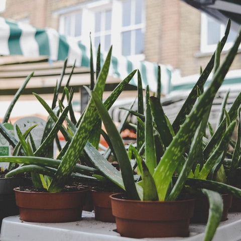Growing Aloe Vera in the UAE: A Comprehensive Guide