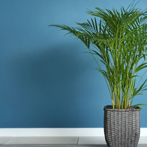 Natural Air Purifier: Areca Palm Benefits for Indoor Air
