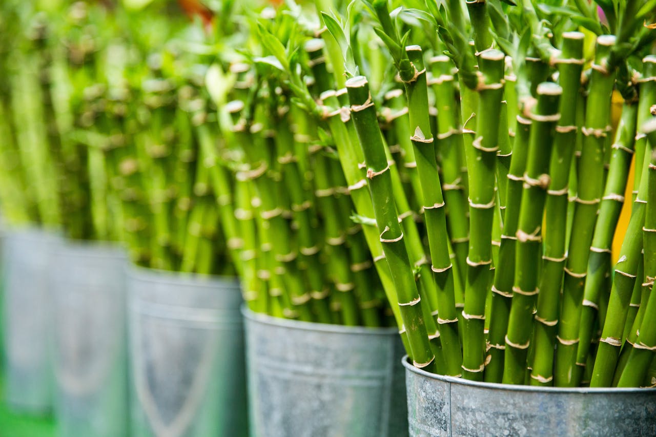 Health Benefits Of Bamboo Plants: From Stress Relief To Improved Sleep