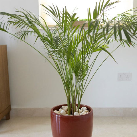 Bamboo Plants For Small Spaces: Maximizing Greenery In Apartments