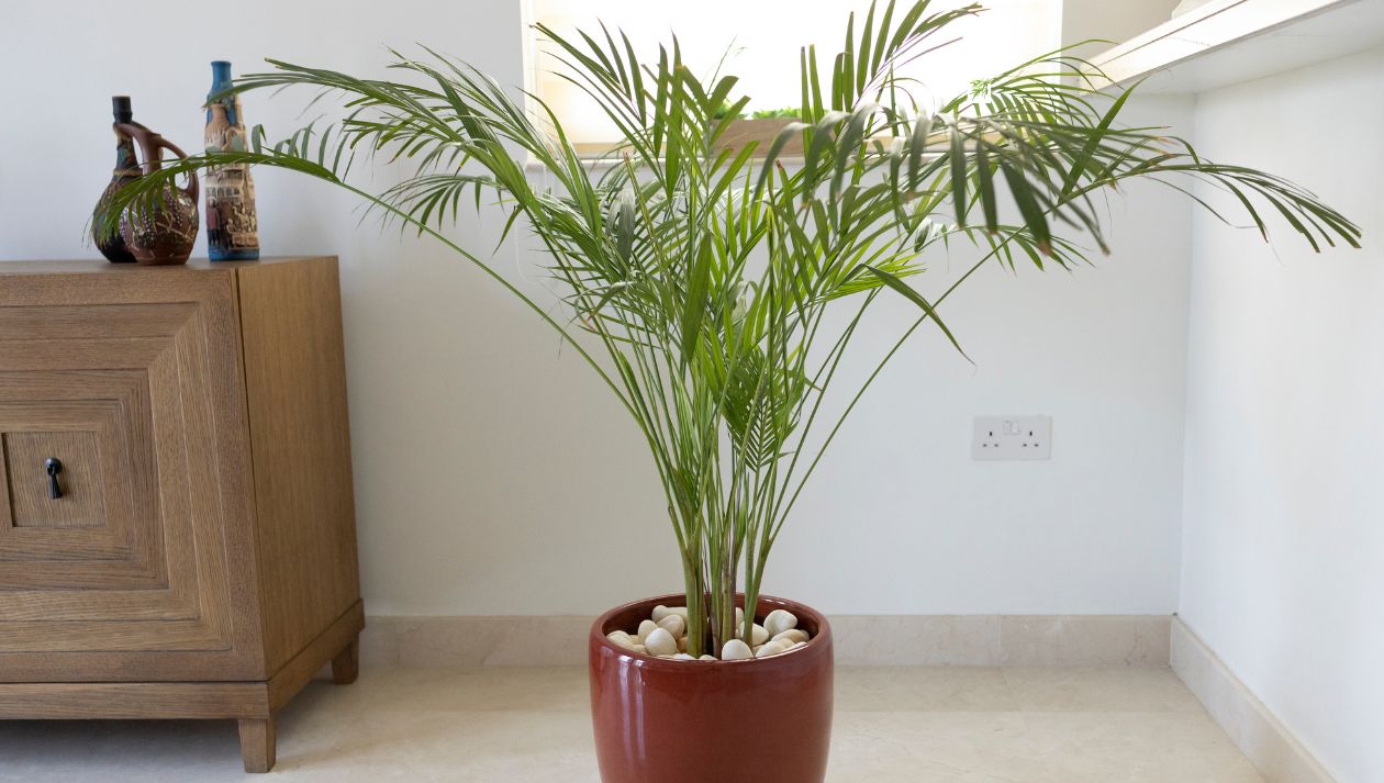 Bamboo Plants For Small Spaces: Maximizing Greenery In Apartments