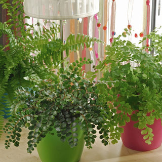 Can You Mist Boston Ferns with Chamomile Tea? Exploring Fungal Prevention the Natural Way