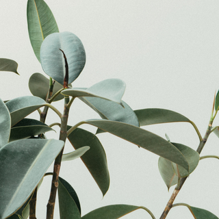 New Apartment Setup for Fiddle Leaf Fig: A 24-Hour Plan